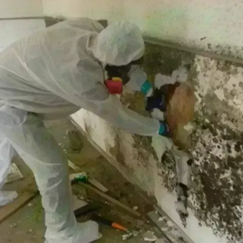 Mold Remediation and Removal in Clay County, IL